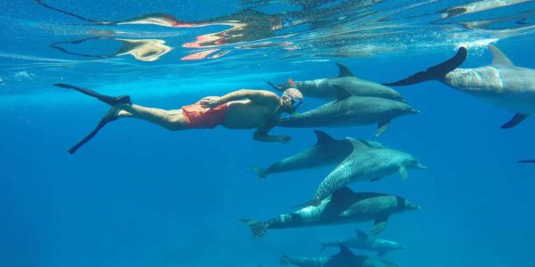 Izlet-Kuća-delfina-u-Hurgadi-Ekskurzije-Hurgada-kuća-Delfina-putovanije-izlet-plivanje-sa-delfinama-Dolphin-House